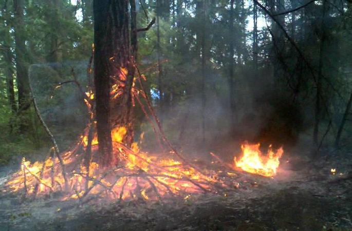 Research scholarship to eight universities for forest fire | आठ विद्यापीठांकडे वनवणवा संशोधनाची धुरा