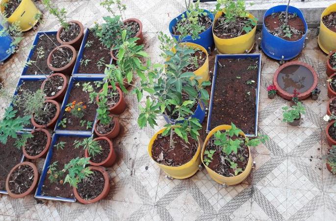 Lets make Terrace garden without soil | जरा हटके! चला लावू या, गच्चीवर मातीविरहित बाग ! Lets make Terrace garden without soil | जरा हटके! चला लावू या, गच्चीवर मातीविरहित बाग !