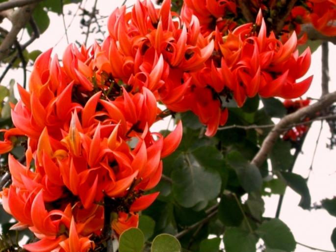 Palash spread red orange colors in Vidarbha | विदर्भात चोहीकडे बहुगुणी पळसाने केली लाल-शेंदरी उधळण Palash spread red orange colors in Vidarbha | विदर्भात चोहीकडे बहुगुणी पळसाने केली लाल-शेंदरी उधळण
