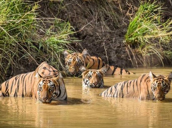Free Tadoba Visit to School Students in Chandrapur District | चंद्रपूर जिल्ह्यातील शालेय विद्यार्थ्यांना मोफत ताडोबा दर्शन