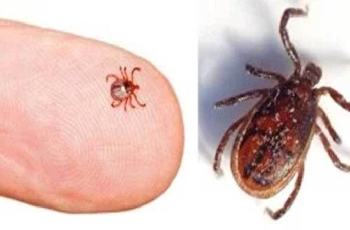 Scrab typhus ignored since 2012 | ‘स्क्रब टायफस’कडे २०१२ पासूनच दुर्लक्ष Scrab typhus ignored since 2012 | ‘स्क्रब टायफस’कडे २०१२ पासूनच दुर्लक्ष