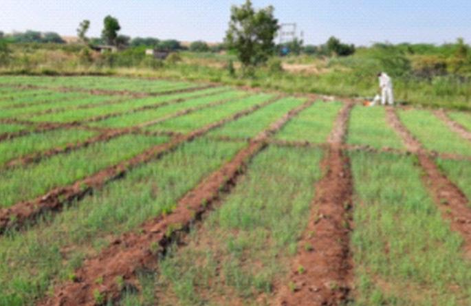 Increase in area under onion cultivation | कांदा लागवड क्षेत्रात वाढ Increase in area under onion cultivation | कांदा लागवड क्षेत्रात वाढ