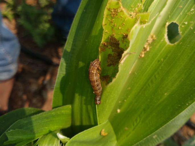 American military alarms, 168 hectares of crop damage in Kolhapur district | अमेरिकन लष्करी अळीचा धुमाकूळ, कोल्हापूर जिल्ह्यात १६८ हेक्टरवरील पिकांचे नुकसान American military alarms, 168 hectares of crop damage in Kolhapur district | अमेरिकन लष्करी अळीचा धुमाकूळ, कोल्हापूर जिल्ह्यात १६८ हेक्टरवरील पिकांचे नुकसान