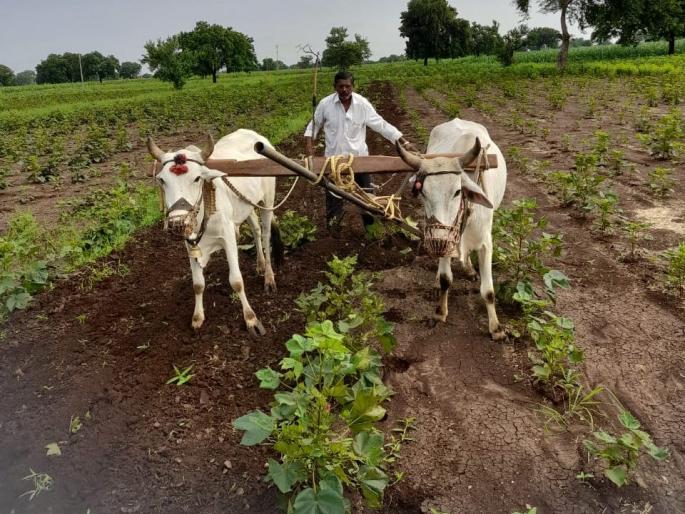 Farmers in Amalner taluka will get cotton crop insurance 25% in advance | अमळनेर तालुक्यातील शेतकऱ्यांना कापसाचा पीक विमा २५ टक्के आगाऊ मिळणार Farmers in Amalner taluka will get cotton crop insurance 25% in advance | अमळनेर तालुक्यातील शेतकऱ्यांना कापसाचा पीक विमा २५ टक्के आगाऊ मिळणार