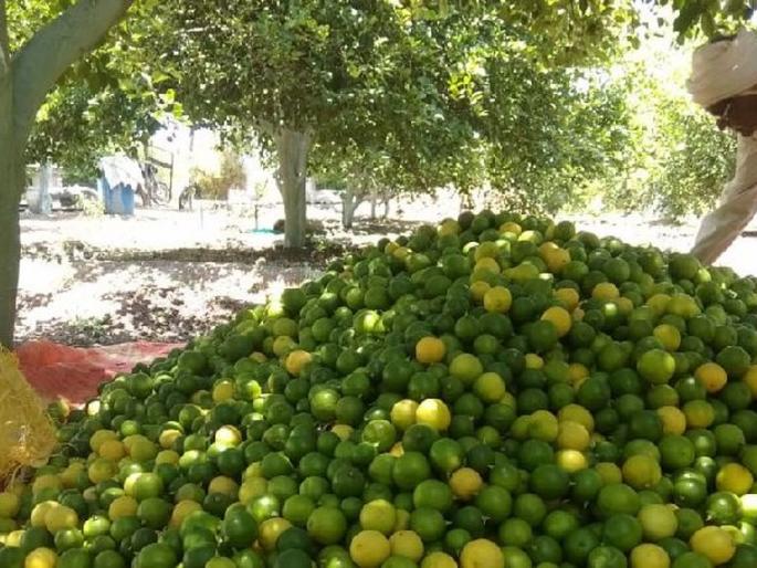 Millions of lemon crop lowest price | लाखोंचे लिंबू पीक कवडीमोल