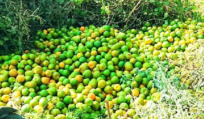 Smoky | अमरावती जिल्ह्यात संत्राचोरांंचा धुमाकूळ Smoky | अमरावती जिल्ह्यात संत्राचोरांंचा धुमाकूळ