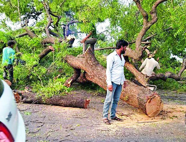 Slaughter of neem tree | कडुनिंबाच्या झाडांची कत्तल Slaughter of neem tree | कडुनिंबाच्या झाडांची कत्तल