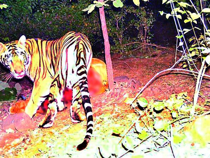 Can can be returned to cannibals! | पुन्हा परतू शकतो नरभक्षी! Can can be returned to cannibals! | पुन्हा परतू शकतो नरभक्षी!