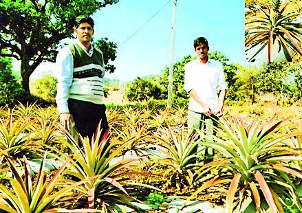 - Now pineapple in Melghat | - आता मेळघाटात अननस - Now pineapple in Melghat | - आता मेळघाटात अननस