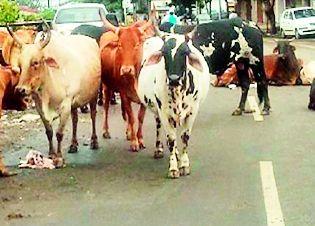 The recovery of fine amounted to nine lakh rupees from the Mockat cattle owners | मोकाट जनावरे मालकांकडून नऊ लाख रुपये दंड वसूल The recovery of fine amounted to nine lakh rupees from the Mockat cattle owners | मोकाट जनावरे मालकांकडून नऊ लाख रुपये दंड वसूल