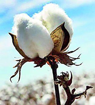 Due to the force of 'online' market, 'dew' centers | ‘आॅनलाईन’च्या सक्तीमुळे ‘पणन’ची केंद्रे ओस