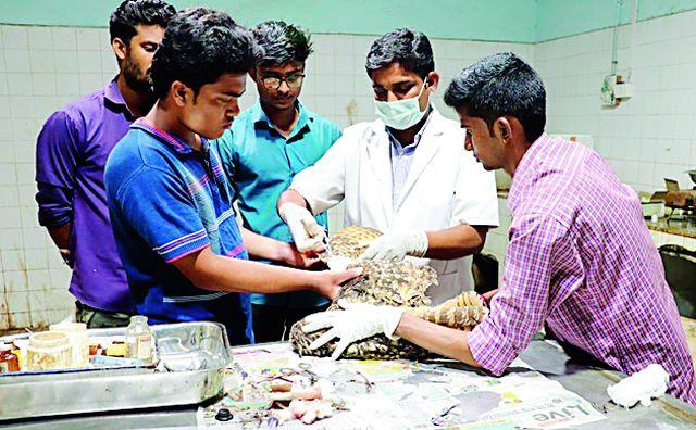 Humma owl injured in road accident | रस्ता अपघातात जखमी हुमा घुबडांचा मृत्यू Humma owl injured in road accident | रस्ता अपघातात जखमी हुमा घुबडांचा मृत्यू