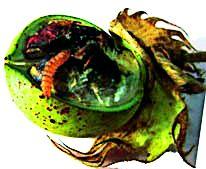 Regarding the District Department's Department of Agriculture | जिल्हा प्रशासनाला कृषी विभाग जुमानेना Regarding the District Department's Department of Agriculture | जिल्हा प्रशासनाला कृषी विभाग जुमानेना