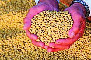 The average productivity of soybean inhibited crop insurance | सोयाबीनच्या सरासरी उत्पादकतेने पीक विमा बाधित The average productivity of soybean inhibited crop insurance | सोयाबीनच्या सरासरी उत्पादकतेने पीक विमा बाधित