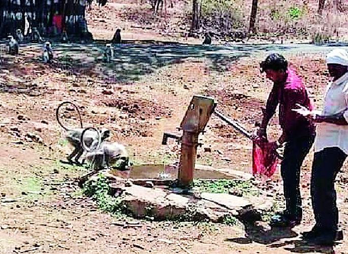 Handpumps carry 'to' for wild animals | वन्यप्राण्यांसाठी ‘ते’ हापसतात हातपंप Handpumps carry 'to' for wild animals | वन्यप्राण्यांसाठी ‘ते’ हापसतात हातपंप