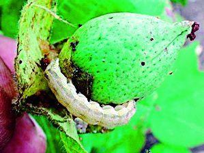 Skin disorders due to affected cotton crop | बोंडअळी बाधित कापसामुळेच त्वचाविकाराची लागण Skin disorders due to affected cotton crop | बोंडअळी बाधित कापसामुळेच त्वचाविकाराची लागण
