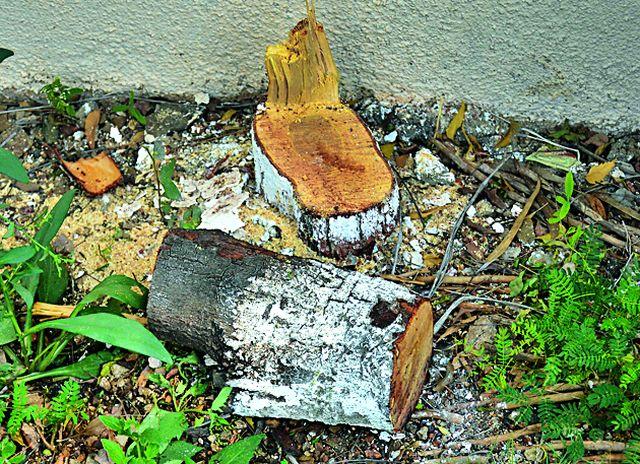 The thornbush stolen from the departmental commissioner's office | विभागीय आयुक्त कार्यालयातून चंदन झाडाची चोरी