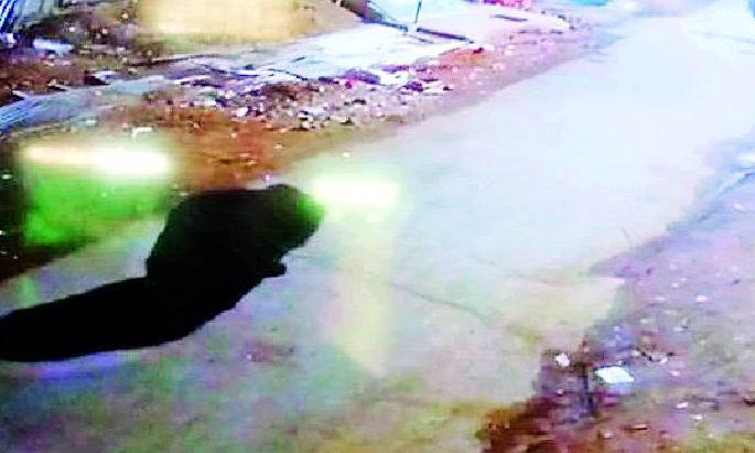 'Long march' in bear's backyard | अस्वलाचा परतवाड्यात ‘लाँग मार्च’ 'Long march' in bear's backyard | अस्वलाचा परतवाड्यात ‘लाँग मार्च’