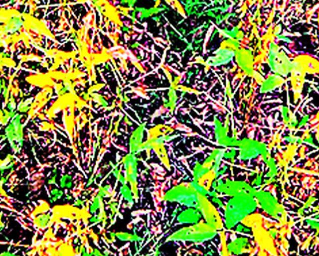 65 Payday overlooked the situation of the district | ६५ पैसेवारीत जिल्ह्याची पीकस्थिती नजरअंदाज