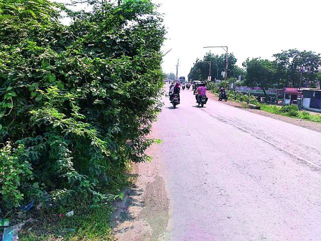 Danger of increased shrubs on the Badnera road | बडनेरा मार्गावर वाढलेली झुडपे धोक्याची Danger of increased shrubs on the Badnera road | बडनेरा मार्गावर वाढलेली झुडपे धोक्याची