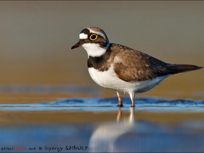 The migratory birds shouted for Krishna | स्थलांतरित पक्ष्यांनी कृष्णाकाठ गजबजला The migratory birds shouted for Krishna | स्थलांतरित पक्ष्यांनी कृष्णाकाठ गजबजला