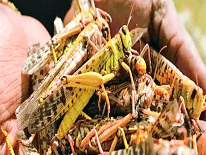 Spraying is the best option to prevent locusts | टोळधाड रोखण्यासाठी फवारणी उत्तम पर्याय Spraying is the best option to prevent locusts | टोळधाड रोखण्यासाठी फवारणी उत्तम पर्याय