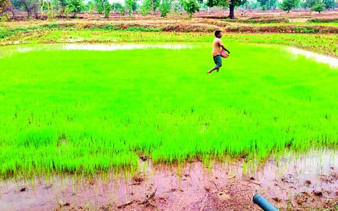 Heavy rains give rise to sowing | दमदार पावसाने पेरणीला वेग