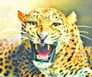 The slaughter of the cow in a leopard attack | बिबट्याच्या हल्ल्यात गाय ठार The slaughter of the cow in a leopard attack | बिबट्याच्या हल्ल्यात गाय ठार