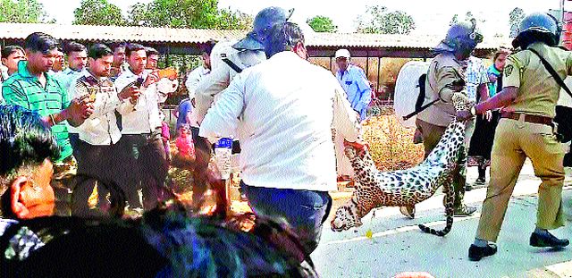 Leopard from Jericho at Belgaum Ku Pu | बेलगाव कुºहे येथील पोल्ट्रीतून बिबट्या जेरबंद