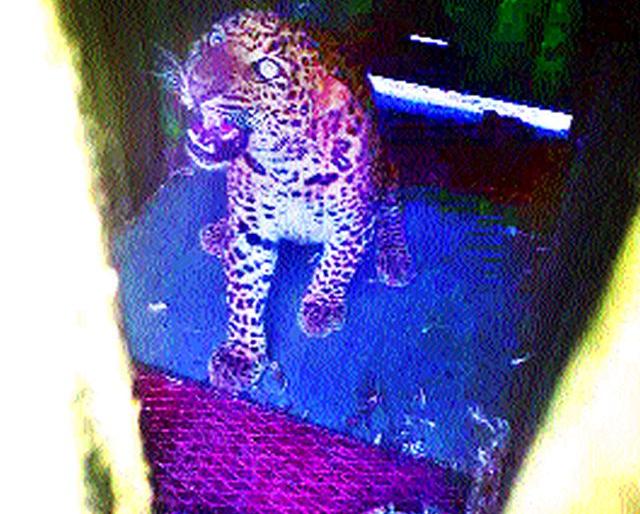 ... finally locked in a cage with a female | ...अखेर मादीसह बिबट्या पिंजऱ्यात जेरबंद ... finally locked in a cage with a female | ...अखेर मादीसह बिबट्या पिंजऱ्यात जेरबंद