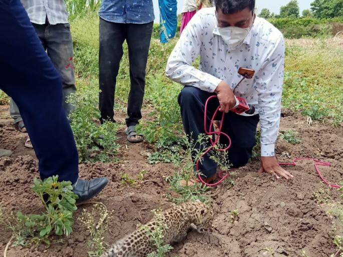 Leopard calf found in sugarcane field | ऊसशेतीत आढळला बिबट्याचा बछडा Leopard calf found in sugarcane field | ऊसशेतीत आढळला बिबट्याचा बछडा