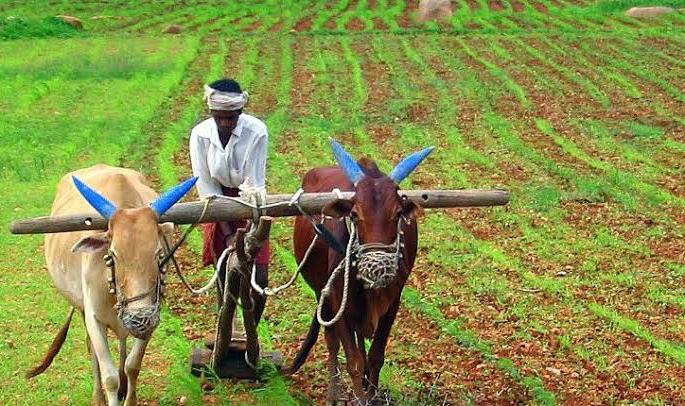 nashik,the,first,list,of,six,farmers,in,the,district | जिल्ह्यातील ८०० शेतकरी पहिल्या यादीत nashik,the,first,list,of,six,farmers,in,the,district | जिल्ह्यातील ८०० शेतकरी पहिल्या यादीत