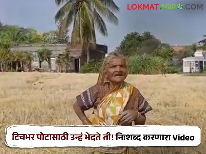Struggle for stomach upset Mute Video of Grandmothers Picking Wheat Sheaves Viral | पोटाच्या खळगीसाठीचा संघर्ष! गव्हाच्या ओंब्या वेचणाऱ्या आजींचा निःशब्द करणारा Video Viral Struggle for stomach upset Mute Video of Grandmothers Picking Wheat Sheaves Viral | पोटाच्या खळगीसाठीचा संघर्ष! गव्हाच्या ओंब्या वेचणाऱ्या आजींचा निःशब्द करणारा Video Viral