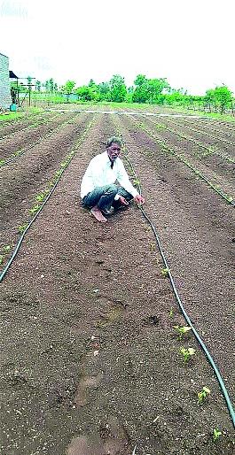 Destroy crops by spraying herbicides | तणनाशक फवारल्याने पिके जळून खाक Destroy crops by spraying herbicides | तणनाशक फवारल्याने पिके जळून खाक