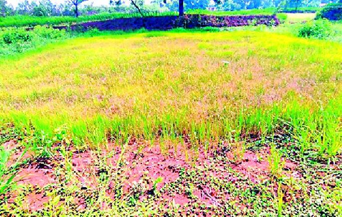 Farm dry and water in the farmer's eye | शेत कोरडे आणि पाणी शेतकऱ्याच्या डोळ्यात Farm dry and water in the farmer's eye | शेत कोरडे आणि पाणी शेतकऱ्याच्या डोळ्यात