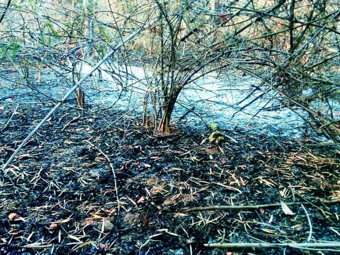 Spread in the forest | झरण वनपरिक्षेत्रात वणवा