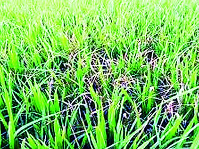 Incidence of various diseases on paddy | धानपिकावर विविध रोगांचा प्रादुर्भाव