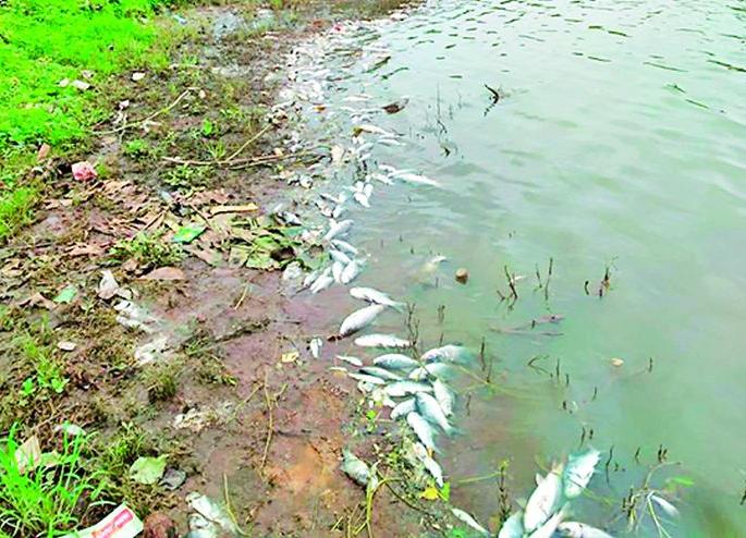 Fish deaths in the lake due to poisonous water | विषारी पाण्यामुळे तलावातील मासोळ्यांचा मृत्यू