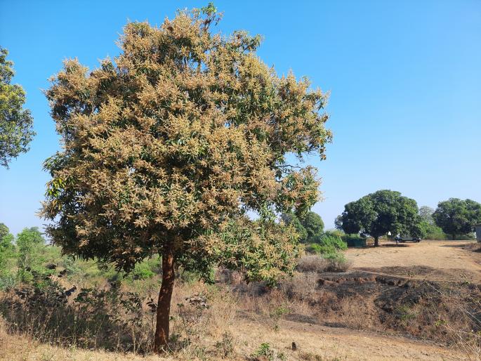 Due to severe cold, the mango blossom is revived | कडाक्याच्या थंडीमुळे आंब्याच्या मोहोराला नवसंजीवनी