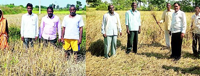 Thundutad Thana in the Belgaum and Bodli area | बेलगाव व बोदली परिसरात धानावर तुडतुड्याचे थैमान Thundutad Thana in the Belgaum and Bodli area | बेलगाव व बोदली परिसरात धानावर तुडतुड्याचे थैमान