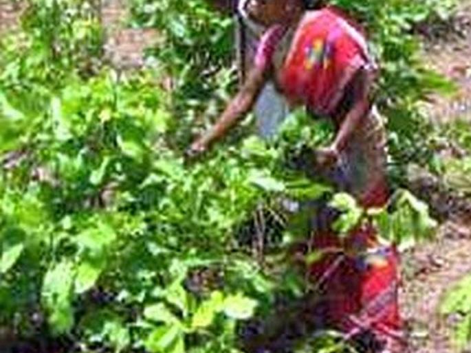 Employs hundreds of leopard laborers | शेकडो तेंदू मजुरांना रोजगार Employs hundreds of leopard laborers | शेकडो तेंदू मजुरांना रोजगार