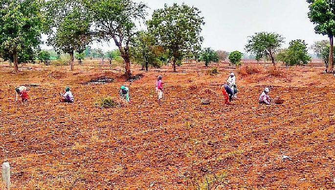 Growing lentils | मशागतीची लगबग वाढली Growing lentils | मशागतीची लगबग वाढली