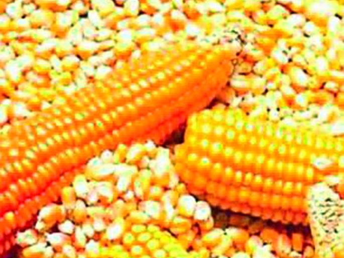 Sold corn will not be returned | विकलेला मका परत घेणार नाही Sold corn will not be returned | विकलेला मका परत घेणार नाही