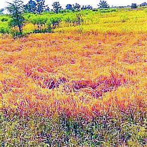 166 villages are less than 50 paise | १६६ गावांची पैसेवारी ५० पेक्षा कमी 166 villages are less than 50 paise | १६६ गावांची पैसेवारी ५० पेक्षा कमी