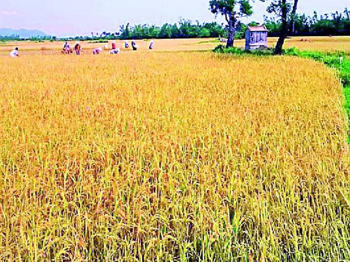 The condition of kharif crops is satisfactory this year | यावर्षी खरीप पिकांची स्थिती समाधानकारक The condition of kharif crops is satisfactory this year | यावर्षी खरीप पिकांची स्थिती समाधानकारक