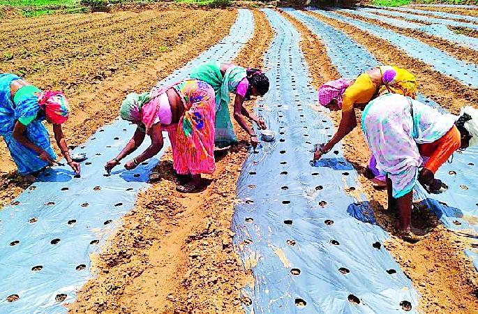 Farmer's trend towards plastic malting | प्लास्टिक मल्चिंग पद्धतीकडे शेतकऱ्यांचा कल Farmer's trend towards plastic malting | प्लास्टिक मल्चिंग पद्धतीकडे शेतकऱ्यांचा कल