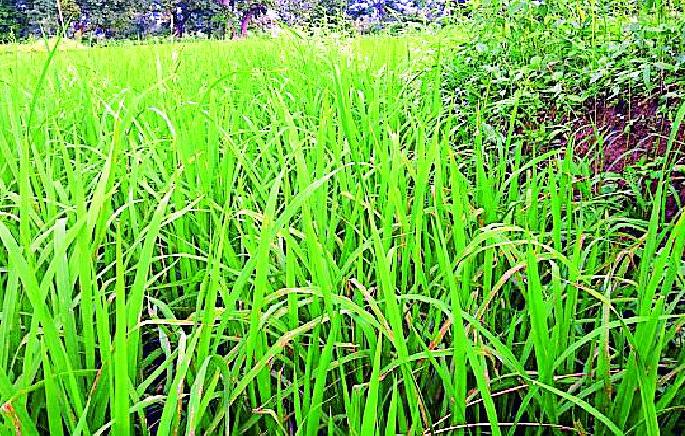 Rice crop area increased by 13 percent | धान पिकाचे क्षेत्र १३ टक्क्यांनी वाढले Rice crop area increased by 13 percent | धान पिकाचे क्षेत्र १३ टक्क्यांनी वाढले
