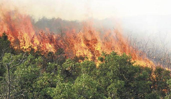 In Gadchiroli district, a fire broke out on an area of two thousand hectares | गडचिरोली जिल्ह्यात दाेन हजार हेक्टर क्षेत्रावर भडकला वणवा