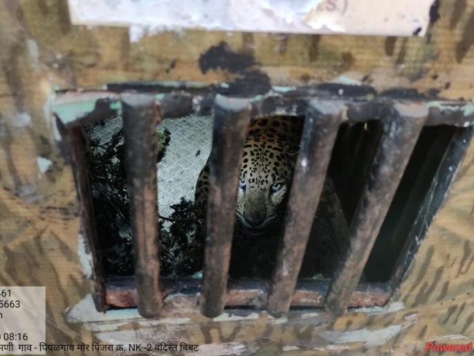..... captured a leopard again | .....पुन्हा एक बिबट्या जेरबंद ..... captured a leopard again | .....पुन्हा एक बिबट्या जेरबंद