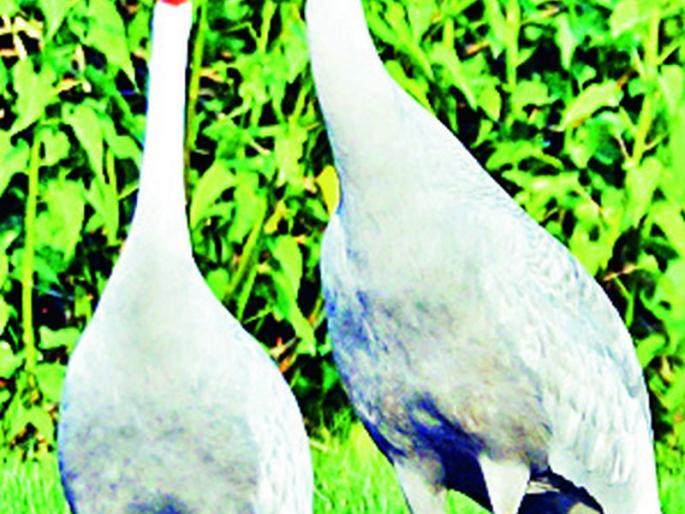 Forest personnel will patrol for the safety of storks | सारसांच्या सुरक्षेसाठी वन कर्मचारी घालणार गस्त Forest personnel will patrol for the safety of storks | सारसांच्या सुरक्षेसाठी वन कर्मचारी घालणार गस्त